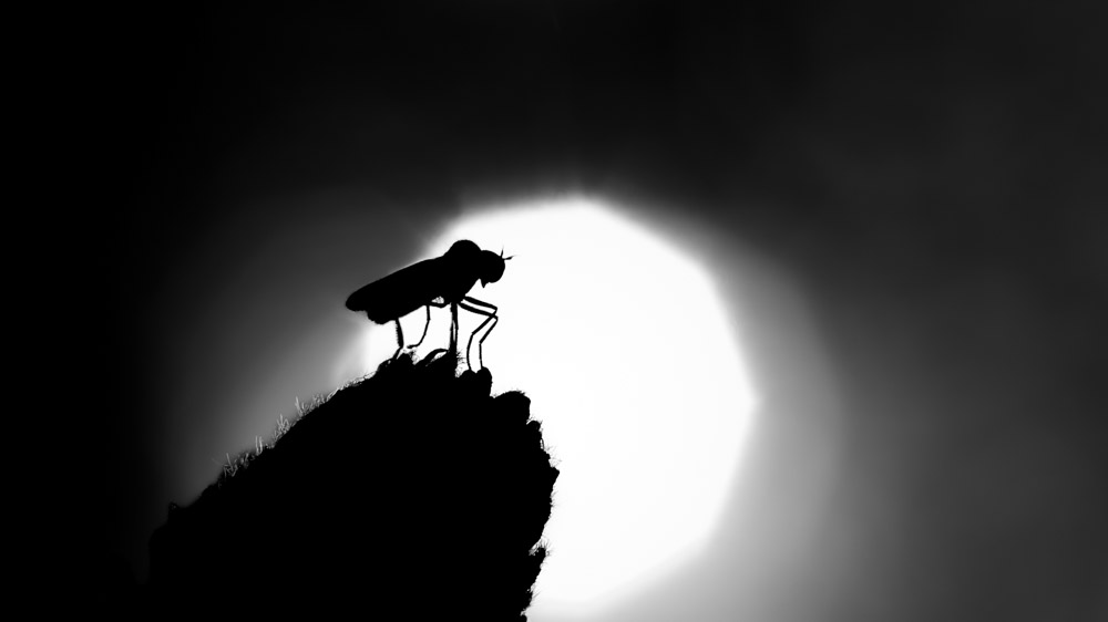 Platz 10 Dierk Wiese